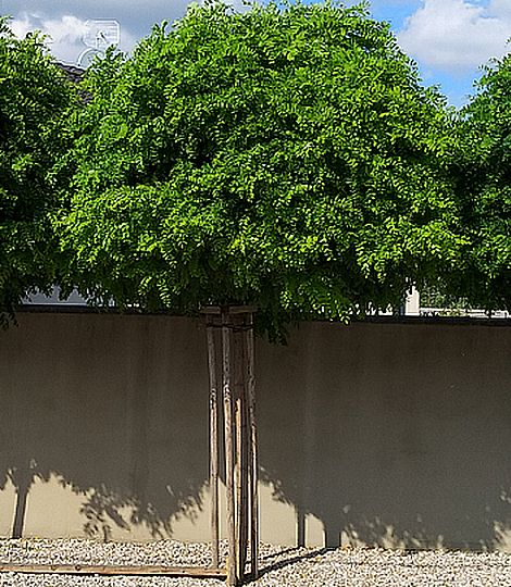 Robinia ps. 'Umbracculifera'
